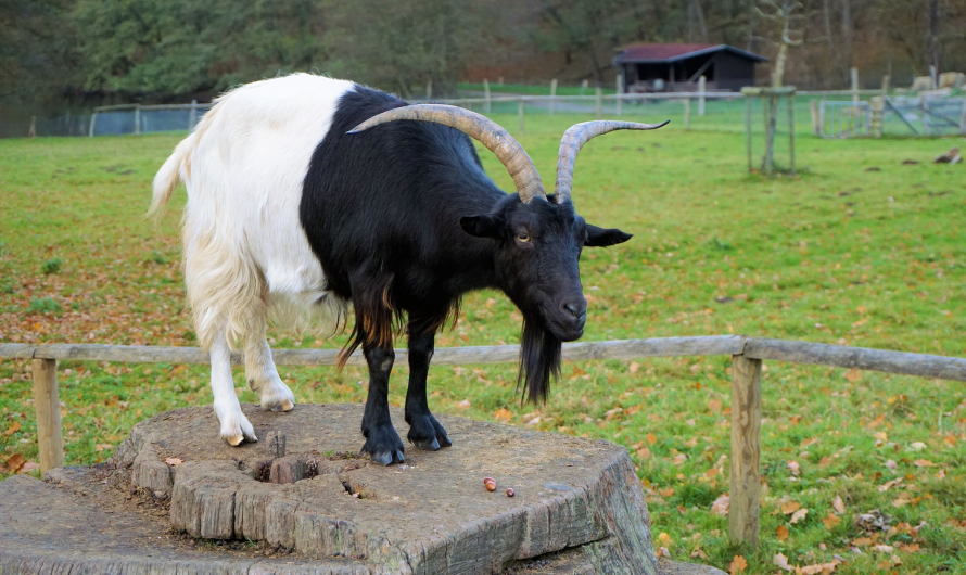 Gebet der Ziege