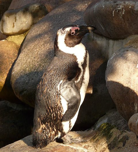 Die Liebe eines Brillenpinguins