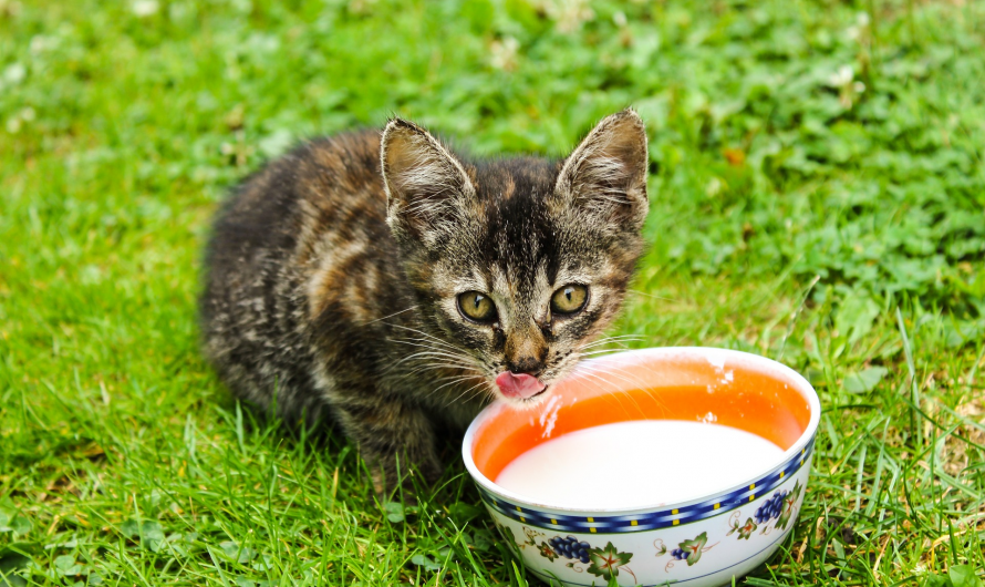 Der Irrtum einer Katze