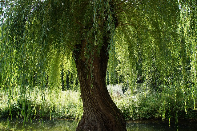 Mein Freund der Baum